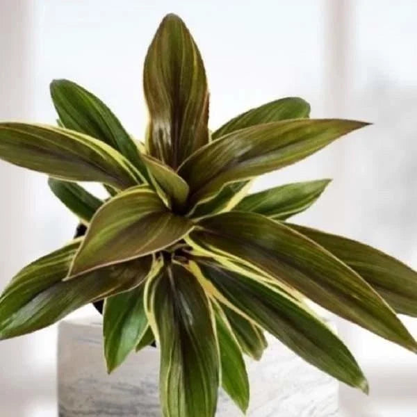 Cordyline Coffee Compacta Live Rooted Starter Plant - Easy Care Houseplant, Ideal for Indoor Decor, Cordyline Fruticosa