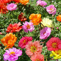 Double Mix Moss Rose Succulent Seeds - Colorful Flowering Succulent for 2025 Planting - Portulaca grandiflora