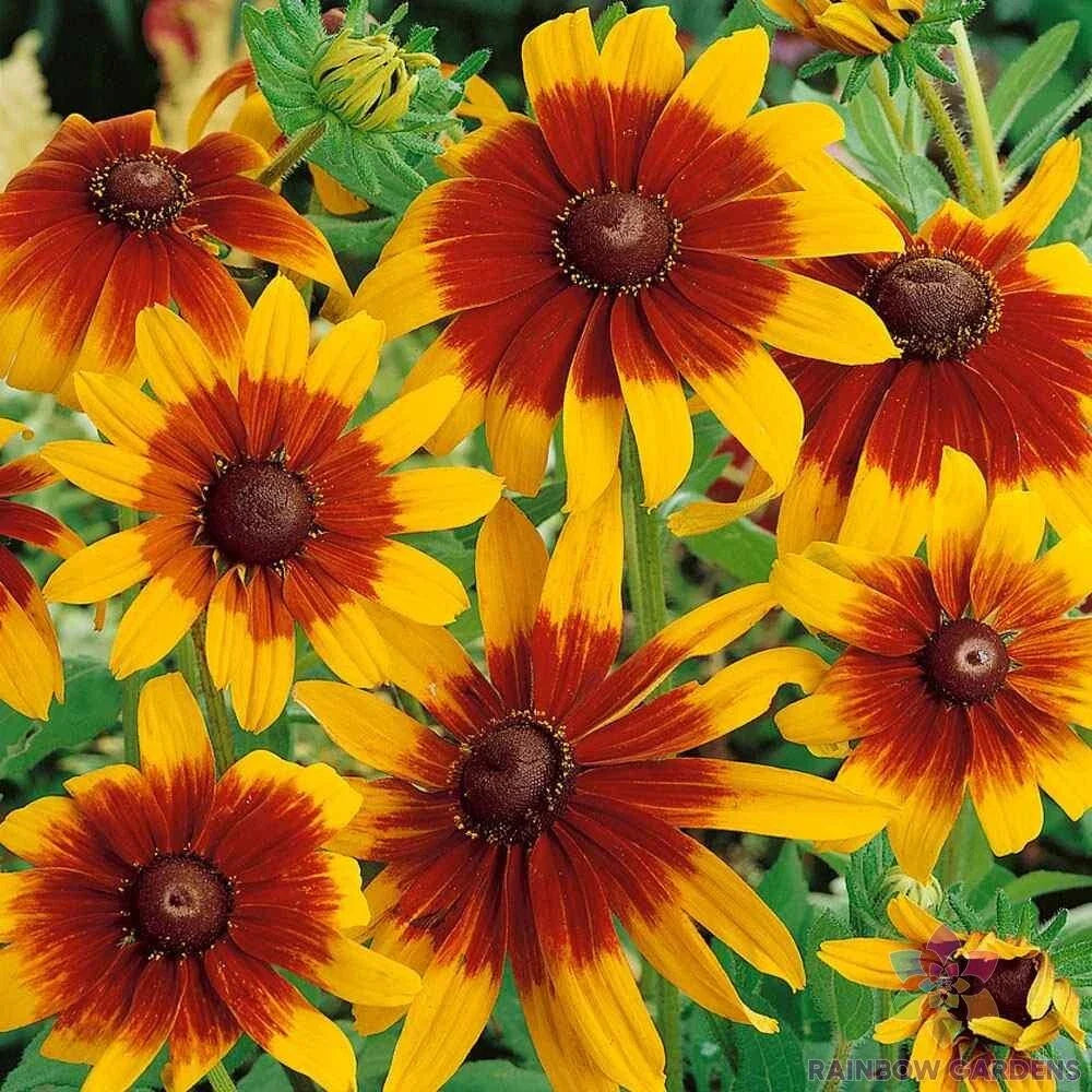 Gloriosa Rudbeckia Seeds Pack - 200+ Seeds for Garden Planting - Yellow Flower - USA Grown