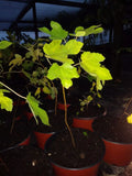 Ficus "Beers Black" Fig Tree 5-8" Cold Hardy Plant