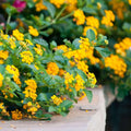 Lantana Plant Plug, 1-Count, Chapel Hill Gold, Hardy Type, Easy to Grow, Lantana camara