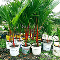 Red Sealing Wax Tree Seeds - Lipstick Palm - Rare Indoor Plant Seeds (Cyrtostachys renda)