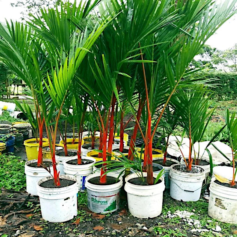 Red Sealing Wax Tree Seeds - Lipstick Palm - Rare Indoor Plant Seeds (Cyrtostachys renda)