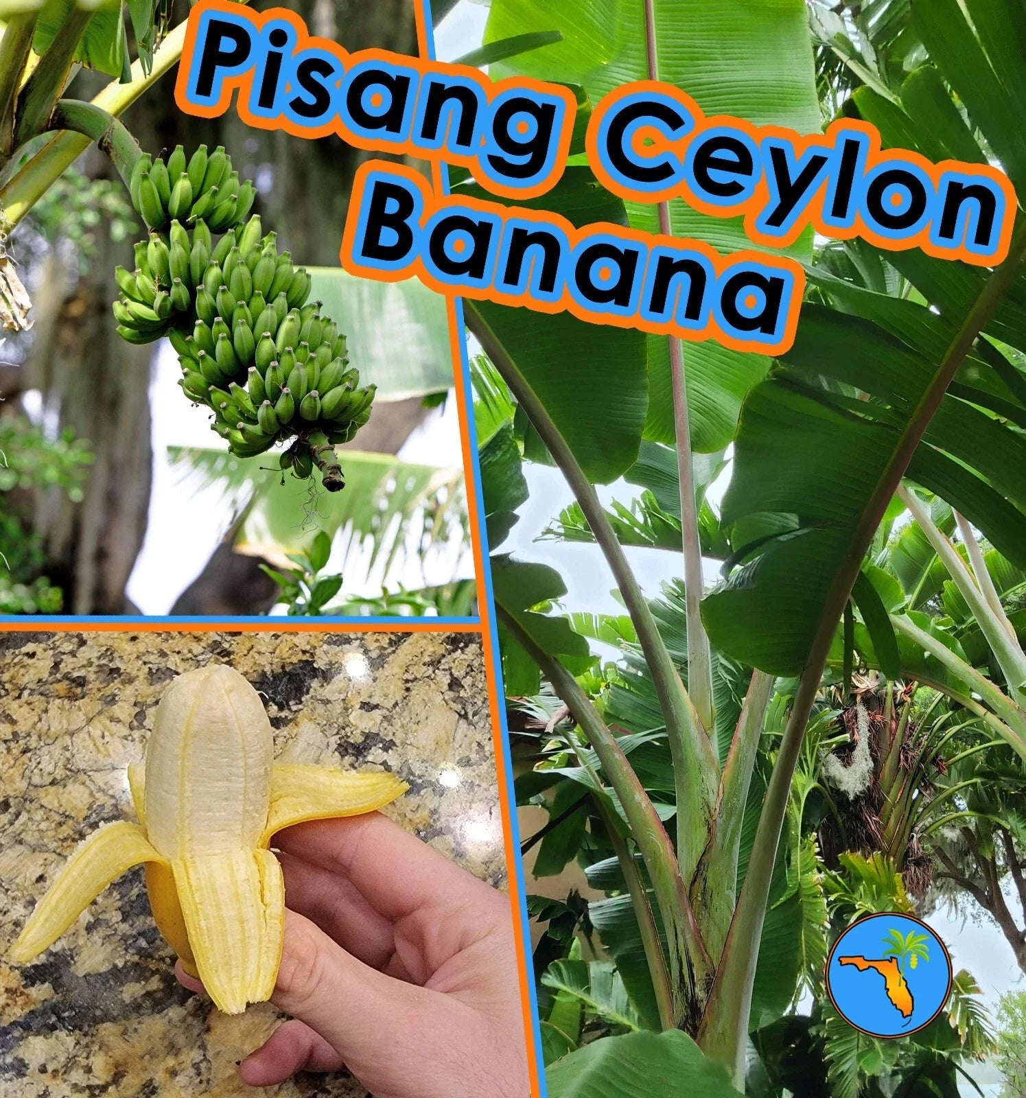 Pisang Ceylon Banana Plant - Improved Mysore Variety - Berry Flavored - Musa acuminata