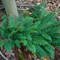 Christmas Fern Roots - 5 Bare Root Plants - Polystichum Acrostichoides - Hardy Perennial Ground Cover