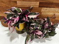 Variegated Purple Passion Plant - Fully Rooted Gynura aurantiaca - Unique Colorful Foliage Houseplant