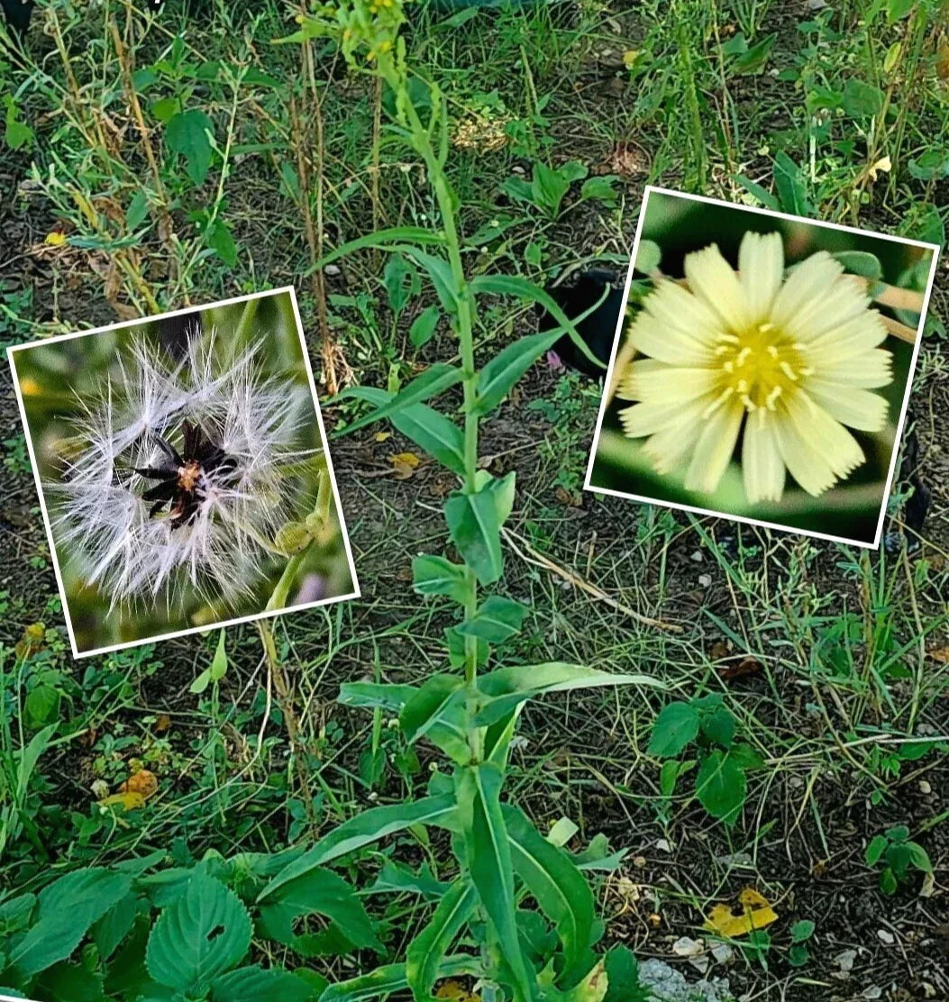 Wild Canada Lettuce Seeds – 50+ Seeds – Medicinal Herb – Lactuca canadensis