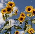 Helianthus Seeds - 1,000 Count - Henry Wilde Sunflower Seeds - Helianthus annuus