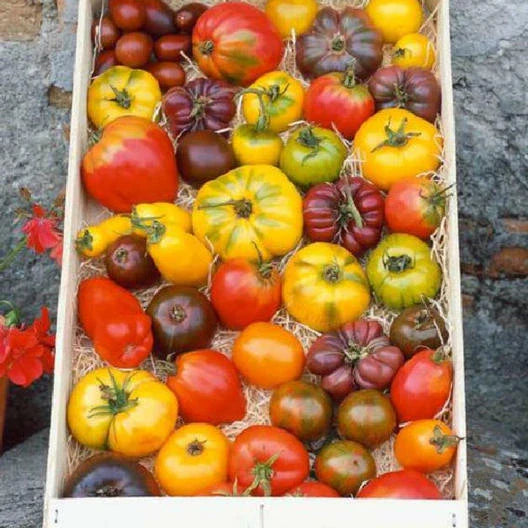 Heirloom Tomato Seed Mix - 100 Non-GMO Open Pollinated Seeds - Bright Flavorful Colorful Varieties