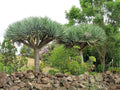Dragon Blood Tree Seeds - 6 Seeds - Dracaena Draco for Planting - Unique Succulent Tree Seeds