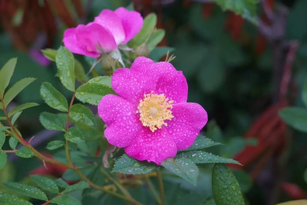 Woods Rose Seeds for Planting - 30 Seeds - Wild Rose Bush - Rosa woodsii - Perennial Flowering Plant