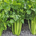 Celery Seeds 1500+ Count Tall Utah 52-70R Improved Apium for 2025 Planting
