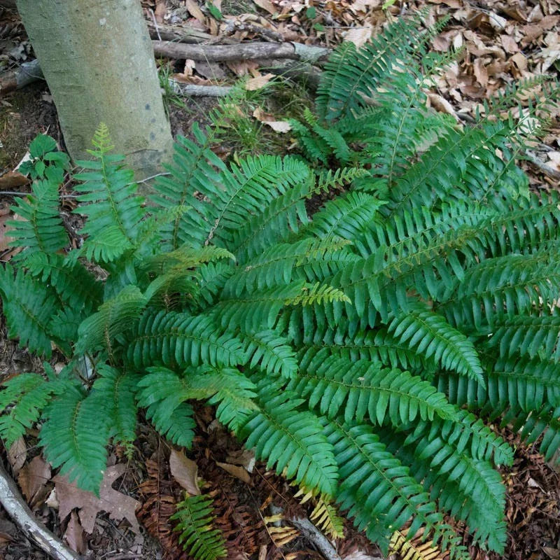 Christmas Fern Roots - 5 Bare Roots, Polystichum Acrostichoides, Native Evergreen Fern for Gardens and Landscapes