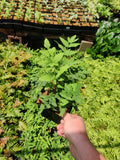 Royal Fern 5.25" Pot Osmunda regalis Well Rooted Perennial Fern for Shade and Moist Wood