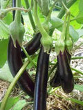 Eggplant Seeds, Heirloom Long Purple, Non-GMO, 100 Seeds, Garden Seed, Solanum melongena