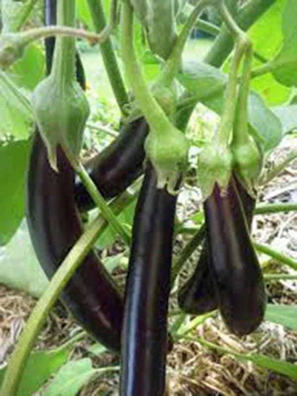 Eggplant Seeds, Heirloom Long Purple, Non-GMO, 100 Seeds, Garden Seed, Solanum melongena