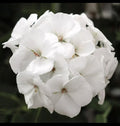Geranium Live Plant 3 Inch Pot White 'Patriot White' Geranium (Geranium maculatum)