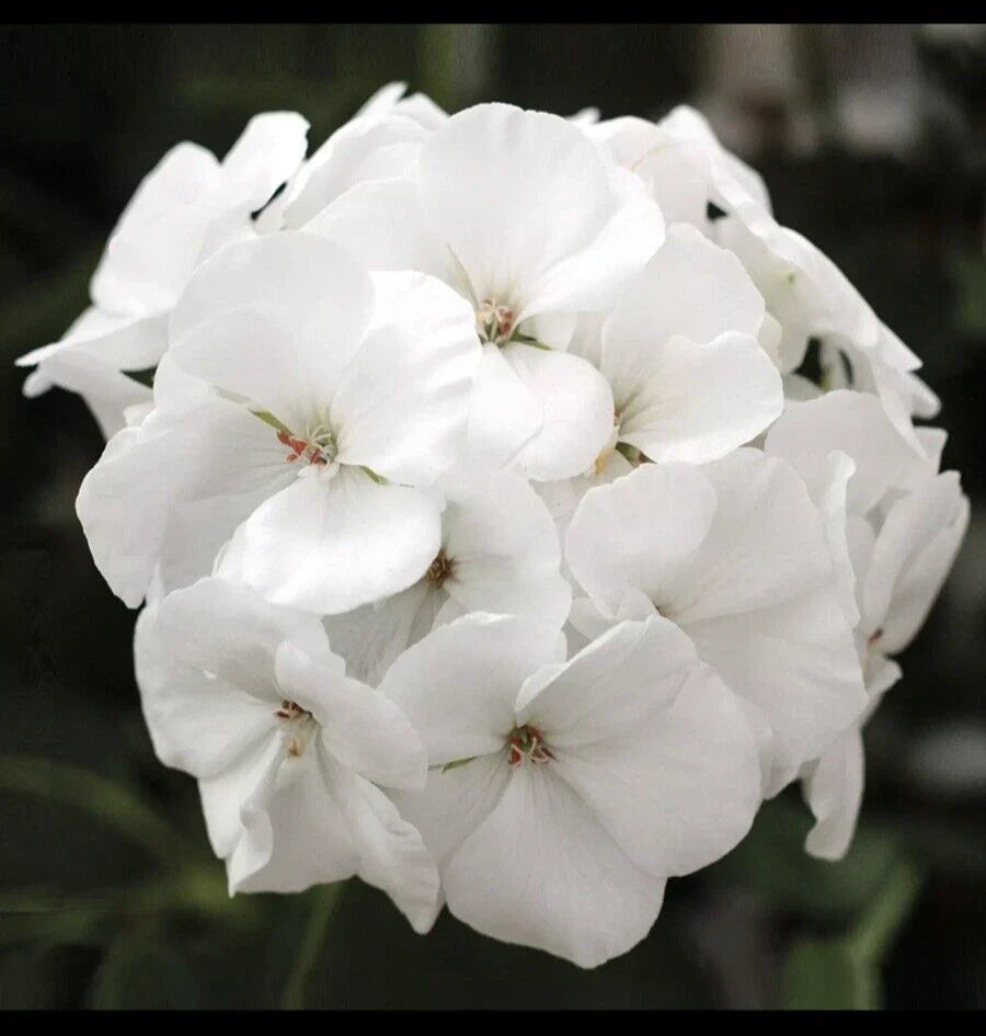 Geranium Live Plant 3 Inch Pot White 'Patriot White' Geranium (Geranium maculatum)