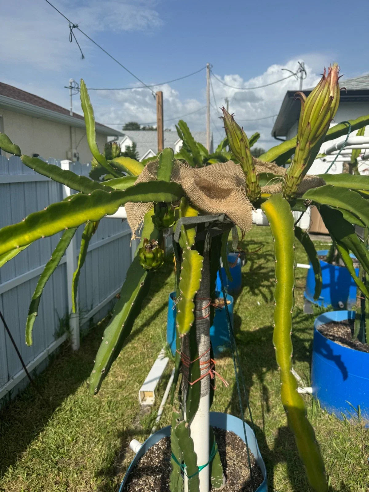 Florida Sugar Dragon Pitahaya Cutting 10+ Inches | Hylocereus undatus Variety
