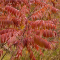Smooth Sumac Shrub Set of 2, 12+ Inches, Edible Berries, Rhus glabra, Vibrant Fall Color, Bare Root