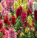 Snapdragon Seeds Pack - Mixed Colors for Cut Flowers - Non-GMO - 6000 Seeds (Antirrhinum majus)