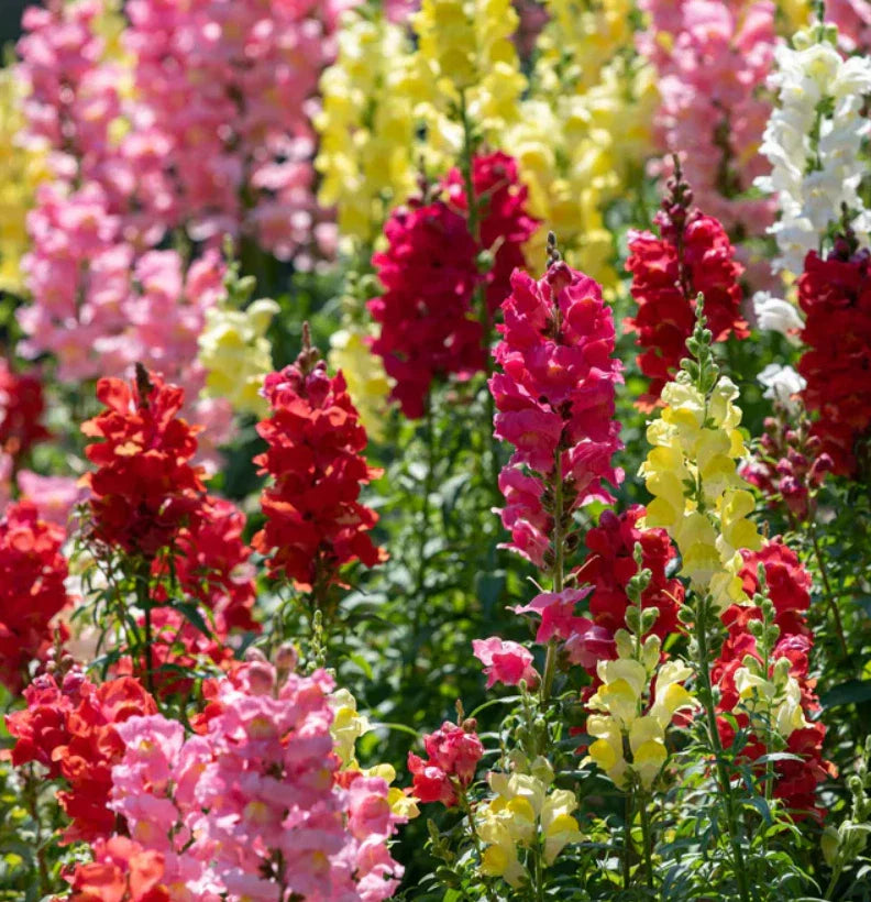 Snapdragon Seeds Pack - Mixed Colors for Cut Flowers - Non-GMO - 6000 Seeds (Antirrhinum majus)