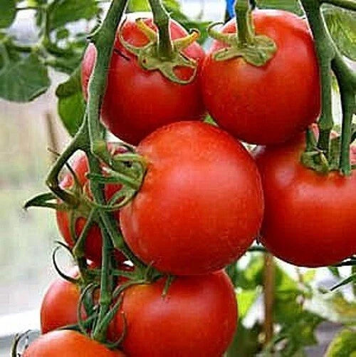 Fastest Tomato Seeds - 42 Days to Ripen - +25 Seeds - Ideal for Home Garden - Solanum lycopersicum