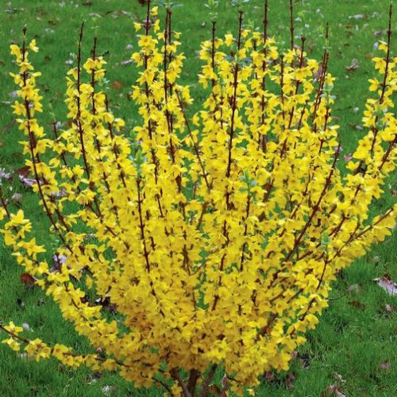 Forsythia Rooted Cuttings - 5 Fast Growing Plants - Excellent Roots - Forsythia × intermedia 'Mindor'