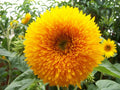 Giant Teddy Bear Sunflower Seeds - 10+ Pack - 7+ Feet Tall - Helianthus annuus - Bee & Hummingbird Friendly Fresh Seeds