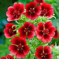 Monarch's Velvet Potentilla Seeds - 30 Organic Perennial Seeds - USA Grown, Free Shipping