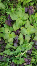 Shiso Perilla Plants Bundle - 12 Bare Roots + 12 Free Bonus Plants - Perilla frutescens