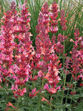 Coral Hyssop Seeds - 100 Perennial Flower Seeds - Agastache - US Seller