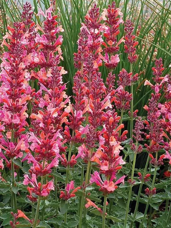 Coral Hyssop Seeds - 100 Perennial Flower Seeds - Agastache - US Seller