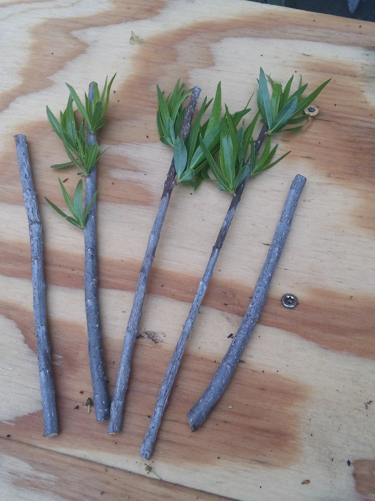 Podocarpus Macrophyllus Cuttings - Japanese Yew Bush Maki Evergreen - 10 Premium Cuttings for Planting