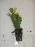 Christmas Cactus Plant - U Pick Any 1 Variety - Schlumbergera Truncata - Indoor Houseplant for Holiday Decor