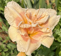 Ruffled Peach Pink Daylily Plants - Huge 9.5 Inch Blooms - Perennial - Bare Root - Hemerocallis