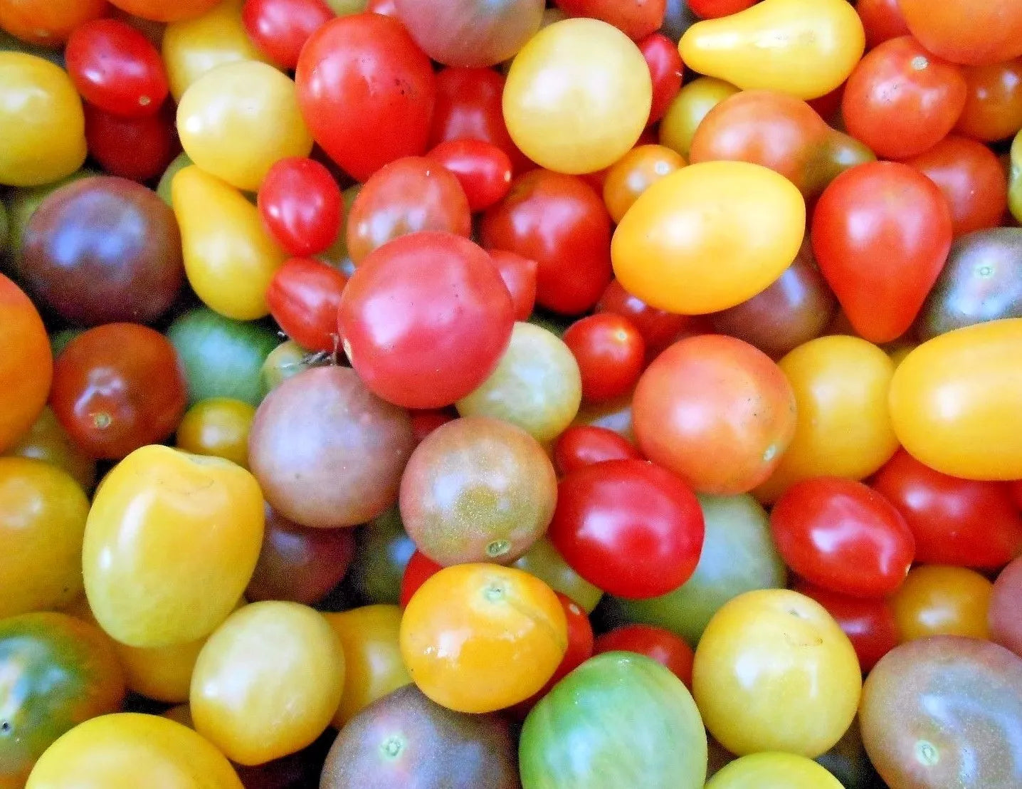 Rainbow Cherry Tomato Seeds, Organic, Non-GMO, Colorful Variety, Heirloom, Solanum lycopersicum