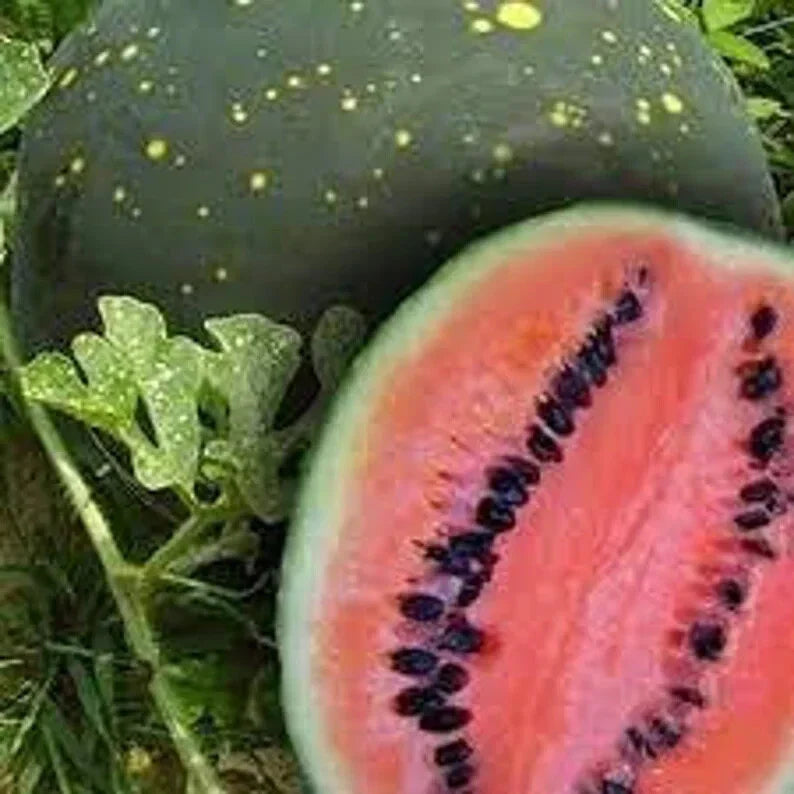 Organic Moon and Stars Watermelon Seeds - 20 Pack - Citrullus lanatus - USA Grown, Free Shipping