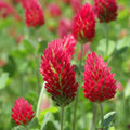 Crimson Clover Seeds - 1000+ Count - Italian Garden Flower Seeds - Trifolium incarnatum for 2025 Planting USA