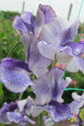 Frances Kate Sweet Pea 50 Seeds for Garden Planting - Lathyrus odoratus - USA Grown, Free Shipping