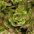 Bronze Mignonette Lettuce Seeds 600+ Non-GMO Vegetable Seeds - Ideal for Home Gardens (Lactuca sativa)