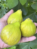 Fico Bianco Siciliano Cutting - 3 Nodes, 8+ Inches - Fig Tree Cutting (Ficus carica)