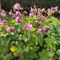 Ingwersen's Variety Geranium 25 Seeds - for Garden - Pelargonium x hortorum - USA Grown, Free Shipping