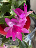 Holiday Pink Cactus Succulent 3-4” Starter Plant - Schlumbergera spp.