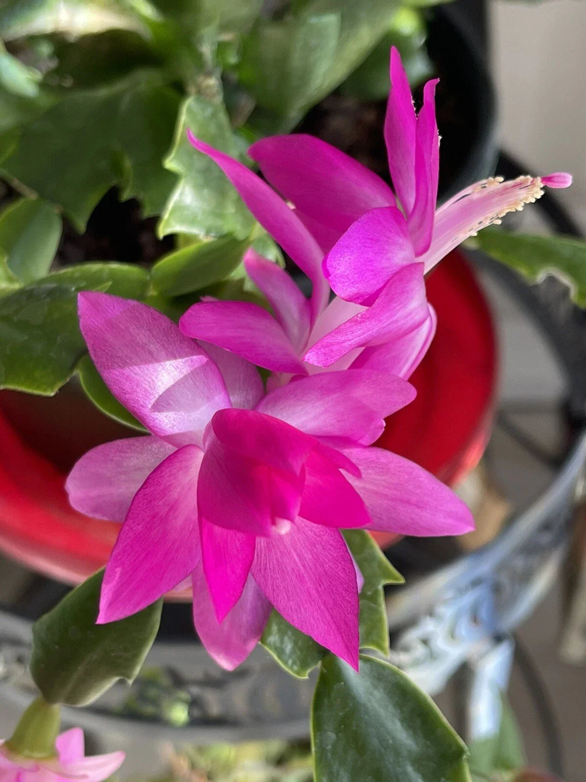 Holiday Pink Cactus Succulent 3-4” Starter Plant - Schlumbergera spp.