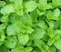 Spearmint Seeds - 215 Count - Sweet Herb Spice - Mentha spicata - GroCo USA