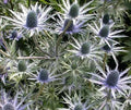 Eryngium alpinum 'Blue Star' Sea Holly Seeds - 10 Pack, Drought-Tolerant Perennial, Blue Flowering Plant Seeds