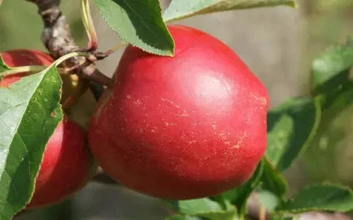 Rajka Apple Seeds, 25+ Pack, Heirloom Variety, Malus domestica - USA Grown, Ideal for Home Garden Planting