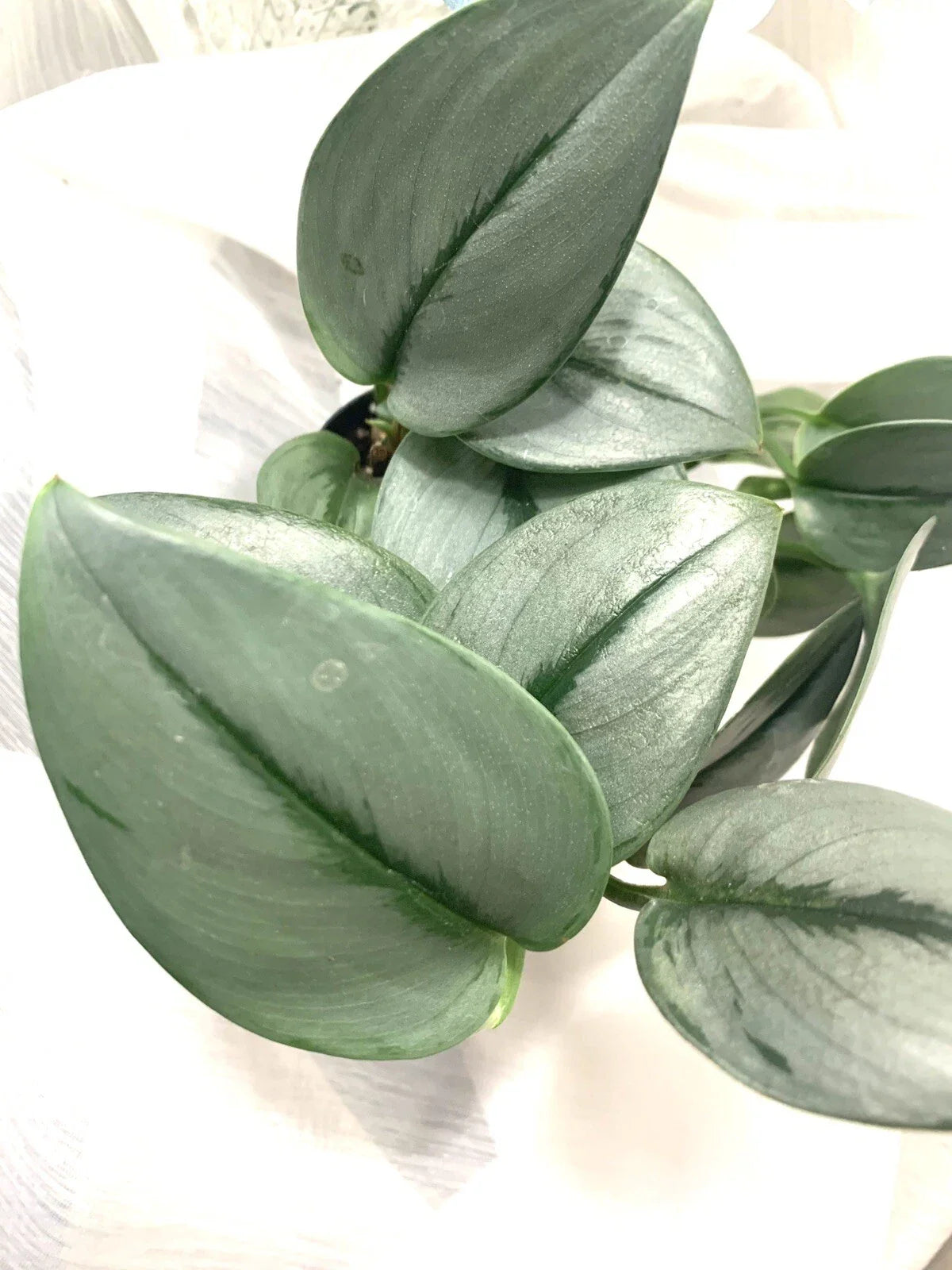 Rooted Starter Plant - Scindapsus treubii 'Moonlight' - Beautiful Silver-Leaf Indoor Houseplant