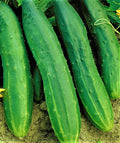Straight Eight Cucumber Seeds, 50 Non-GMO Seeds, Heirloom Variety, Cucumis sativus